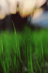 Close-up of wet grass growing on field