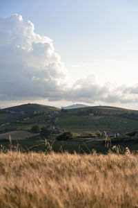 Scenic view of field against sky