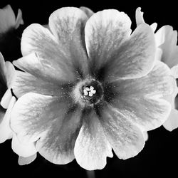 Close-up of white flower