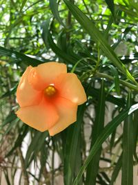 Close-up of orange flower blooming outdoors