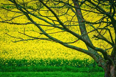 View of yellow flower tree