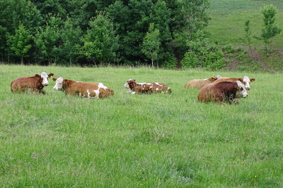 Cows on field