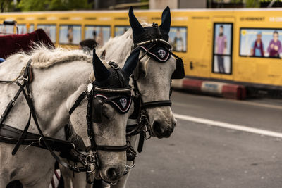 Close-up of horse cart on street