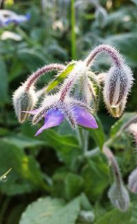 Close-up of purple flower