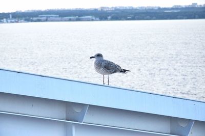 Seagull perching on railing by sea