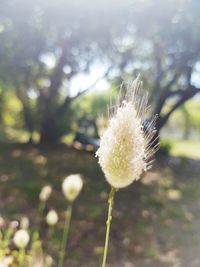 Close-up of white dandelion flower