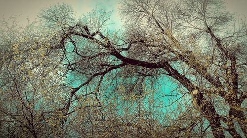 View of trees against blue sky