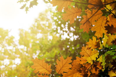 Low angle view of leaves on tree branch during autumn