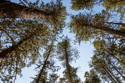 Low angle view of trees against sky