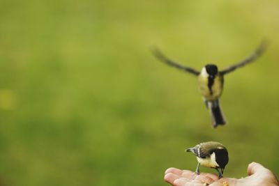 Close-up of bird perching on branch