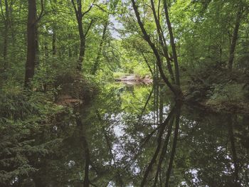 Trees in forest