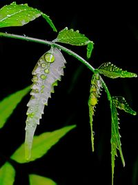 Close-up of insect on plant