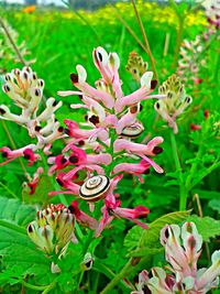 Close-up of flowers growing in plant