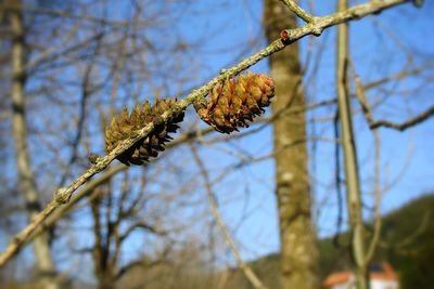 Low angle view of tree branches