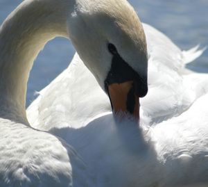 Close-up of a bird