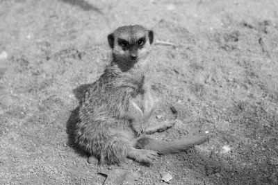 Close-up of meerkat sitting on land