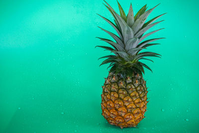 Close-up of coconut palm tree against blue background