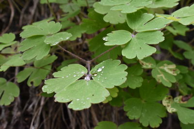 High angle view of wet leaves