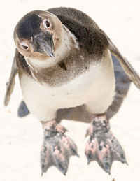 Close-up of penguin