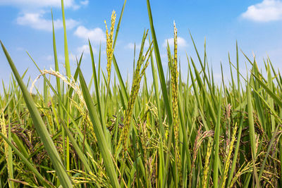 Crops growing on field against sky