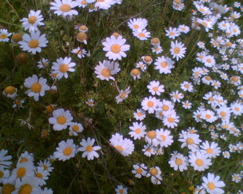 Close-up of white daisy blooming outdoors