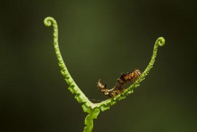 Caterpillar on fern