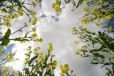 Low angle view of flowering tree against sky