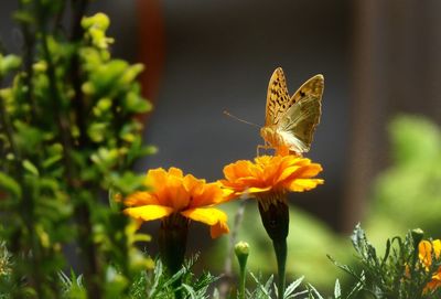 Butterfly on yellow flower