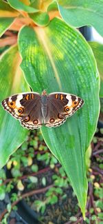 Close-up of butterfly on leaf