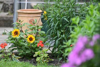 Close-up of potted plants in yard