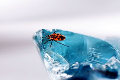 Close-up of bug on stone