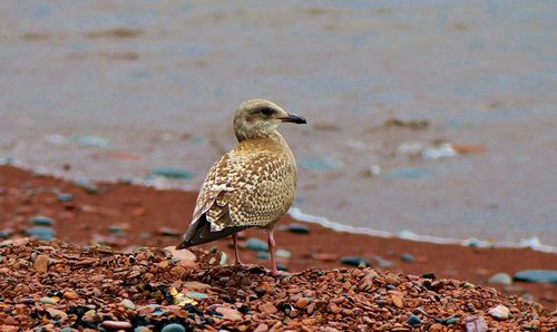 Seagull perching on a beach