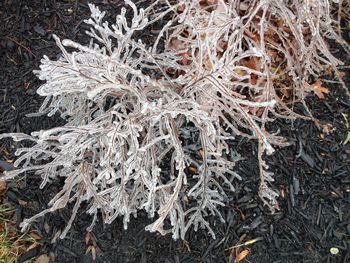 Close-up of snowflakes on tree