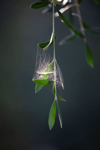 Close-up of insect on leaves