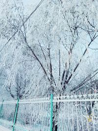 Close-up of bare tree branches during winter