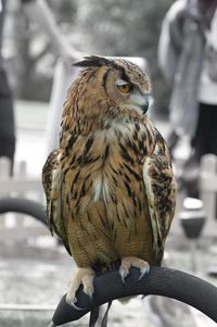 Close-up of owl