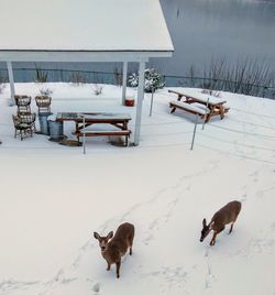 Dog on snow covered land