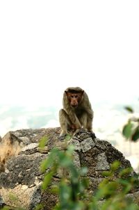 Portrait of monkey on rock against sky