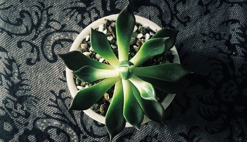 High angle view of succulent plant