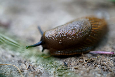 Close-up of snail