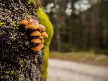 Close-up of mushrooms growing on tree trunk