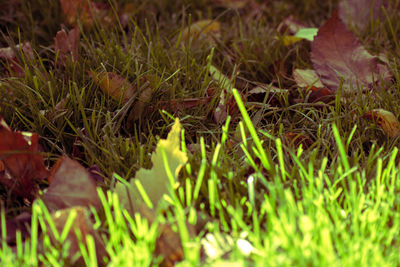 Close-up view of grass