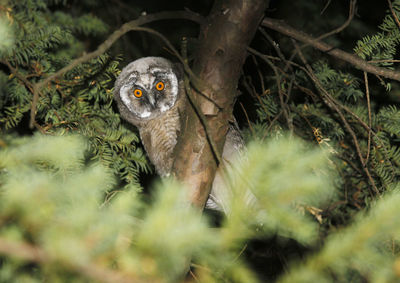 Close-up of owl on branch