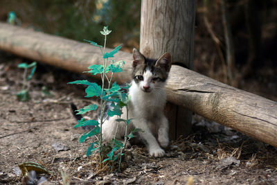 Portrait of a cat on tree trunk