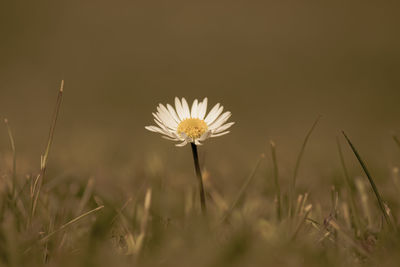 Close-up of white dandelion flower on field