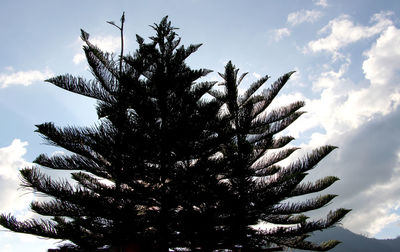 Low angle view of coconut palm tree against sky