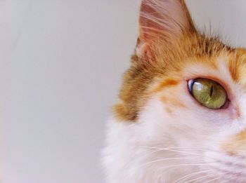 Close-up portrait of cat