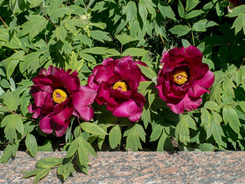 Close-up of pink flowers blooming outdoors