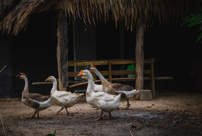 Flock of  farm duck 