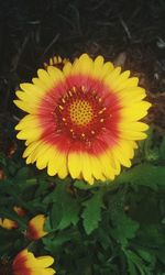 Close-up of yellow flower